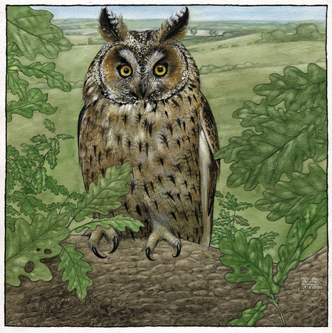 Sweet Suffolk Owl - Limited Edition Print